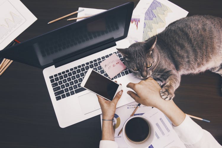 woman working with laptop and cat holding phone